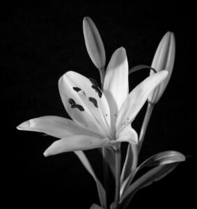 lily-1319427_1280